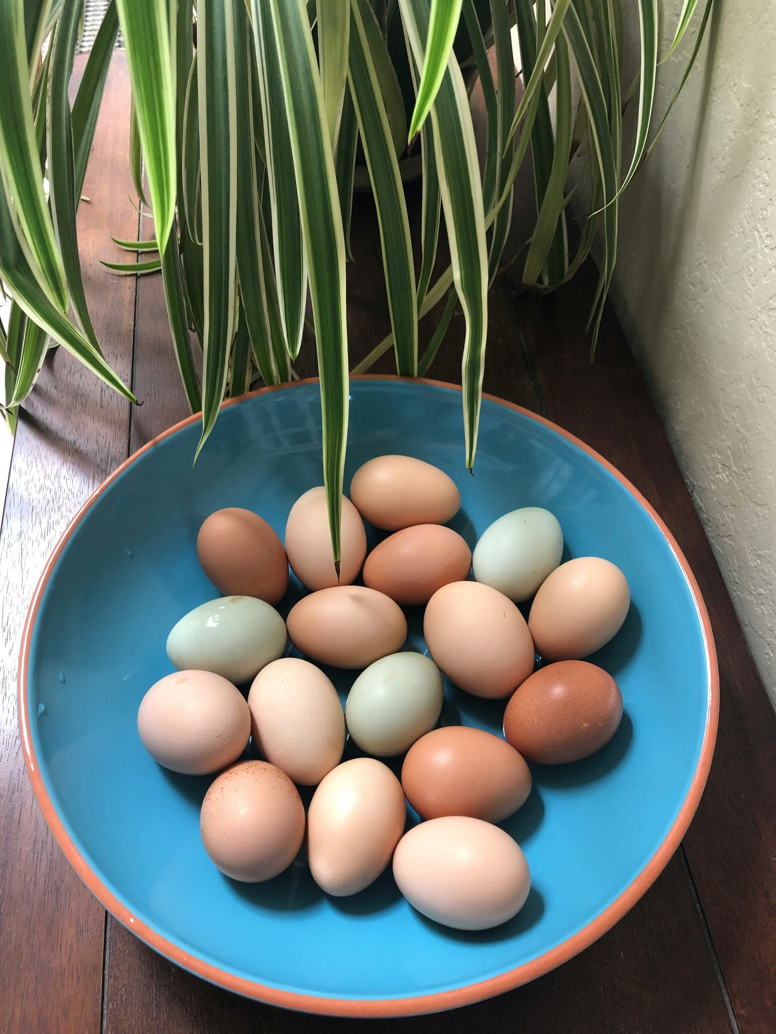 Farm fresh eggs